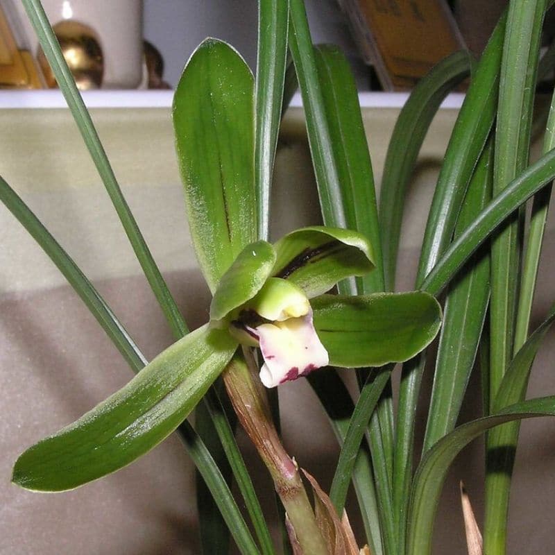 Cymbidium sinense 'Green Petal'