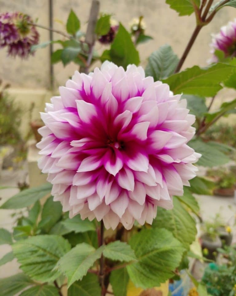 Dahlia Flowers: How To Plant, Grow and Care | Florgeous