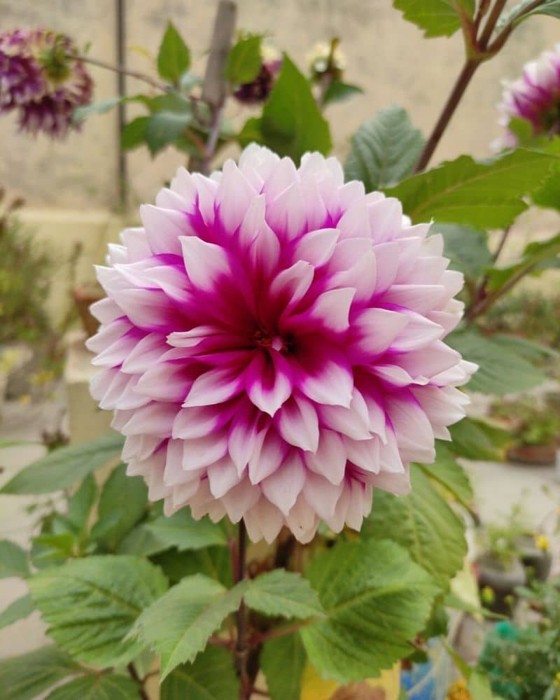 dahlia pinnata