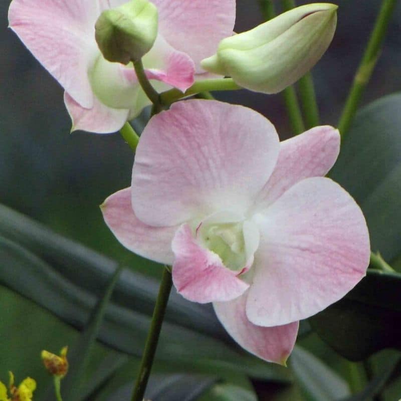 Dendrobium Salaya 'Pink'