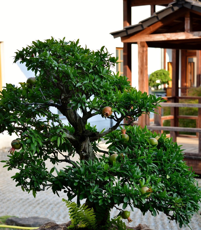 dwarf pomegranate bonsai tree