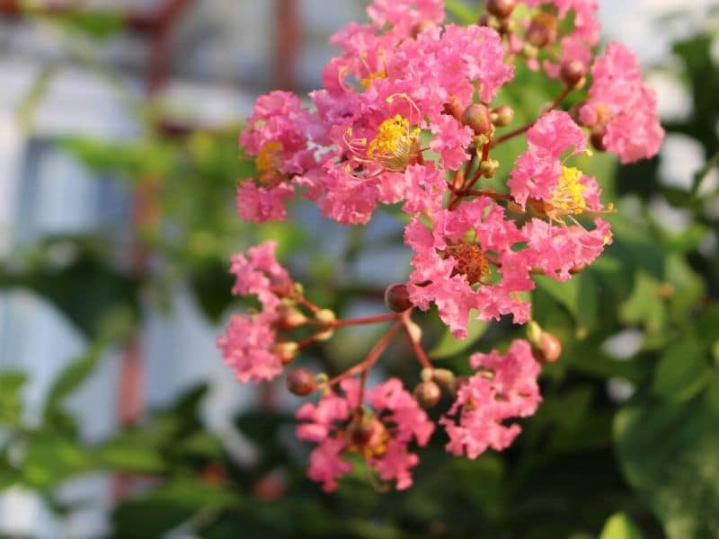 early pink crape myrtle