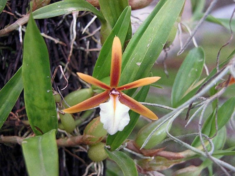 encyclia polybulbon