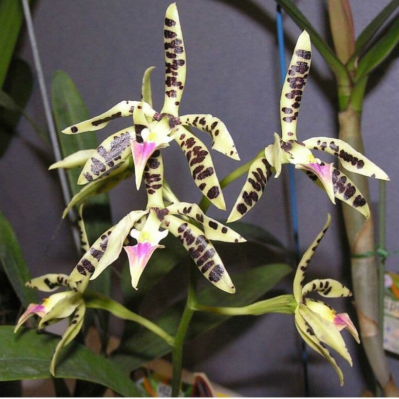 Encyclia prismatocarpa