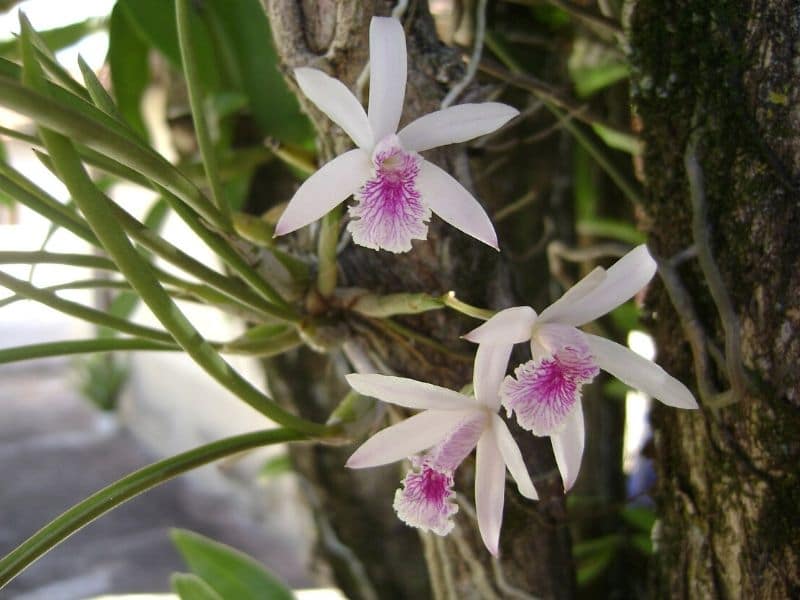epidendrum orchids