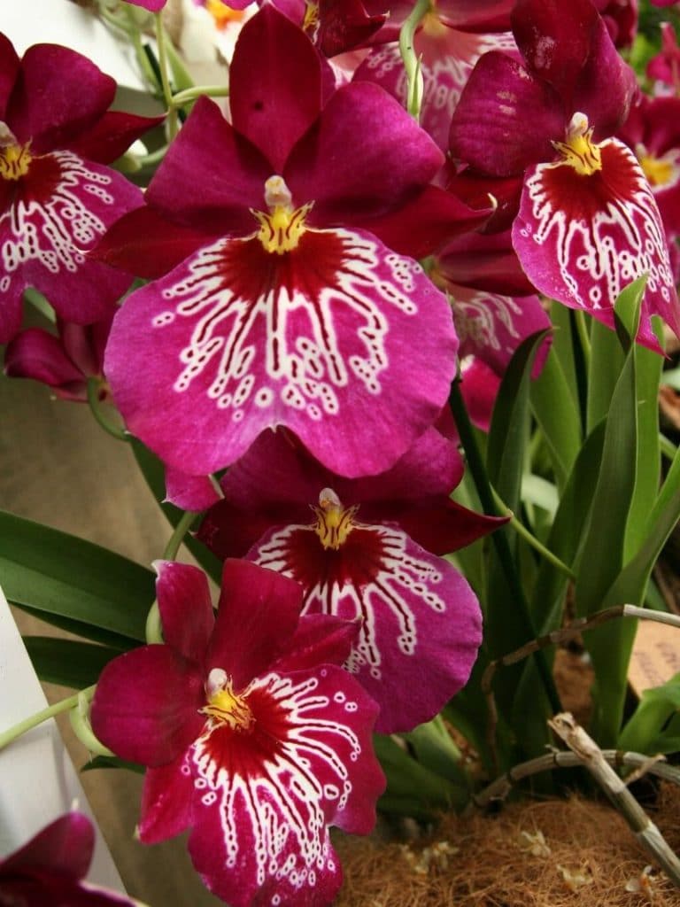 exotic orchids