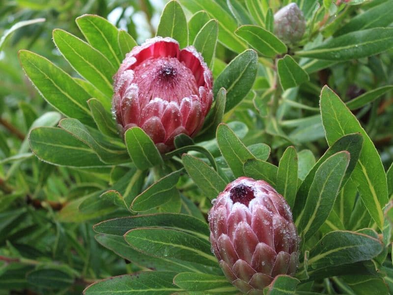 frosted fire protea