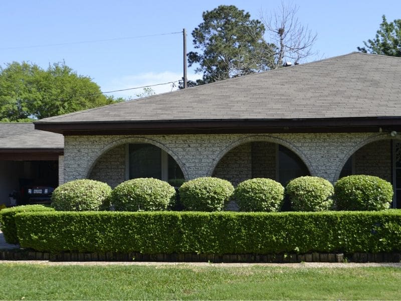 garden hedges