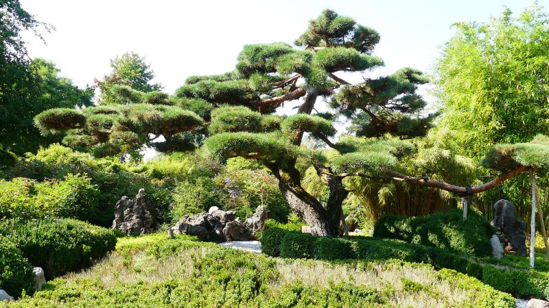 giant bonsai