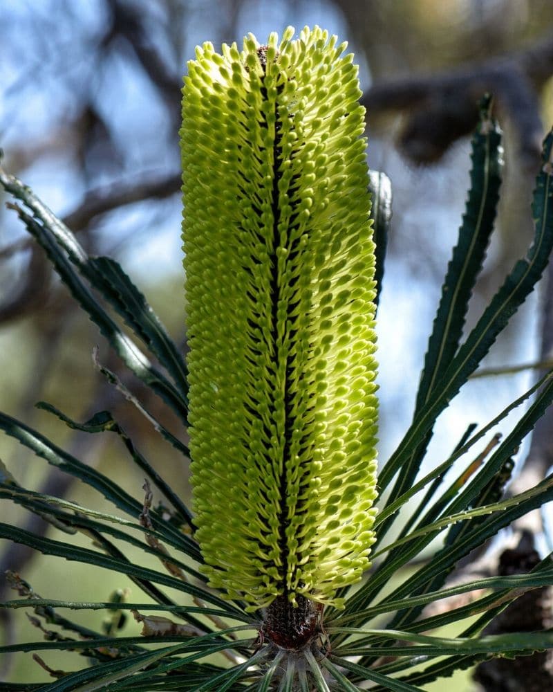 green protea