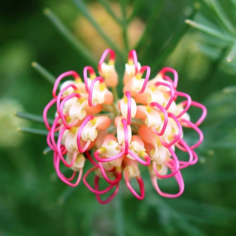 grevillea protea