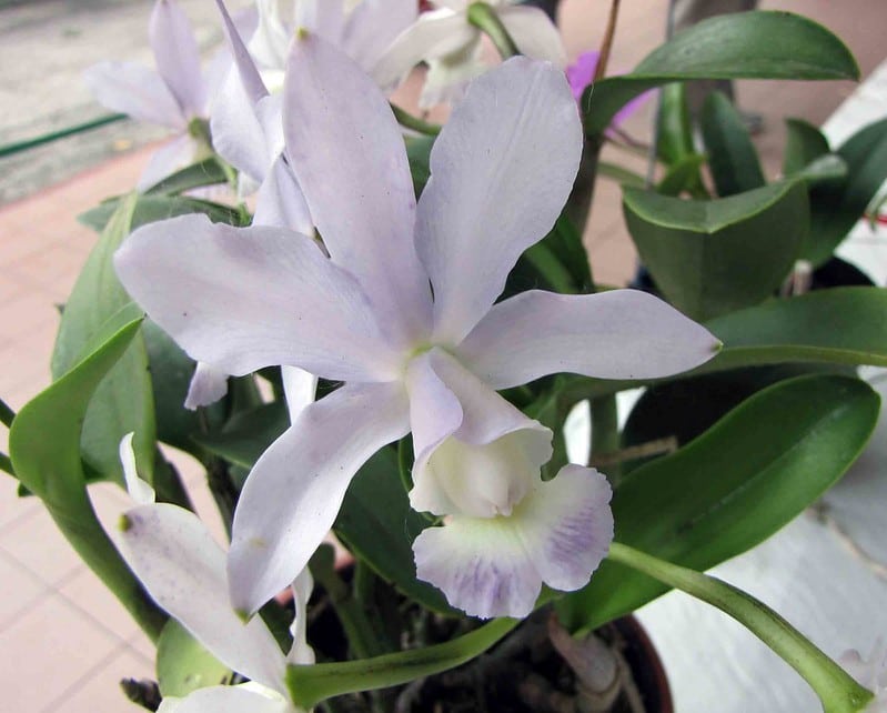 voksende Cattleya