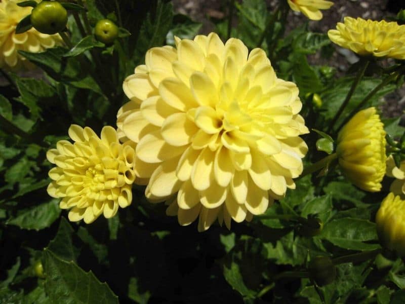 growing dahlias in garden