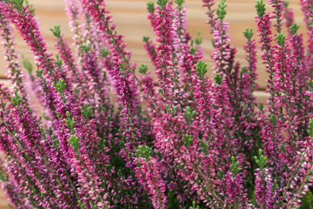 heather flowers meaning
