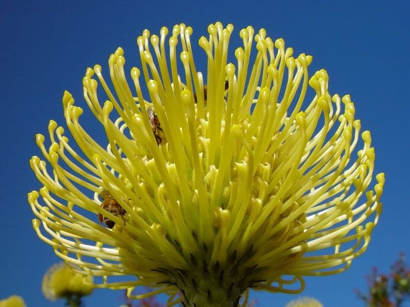 high gold protea