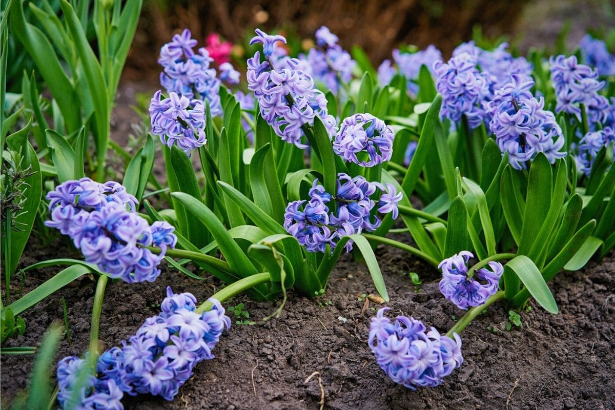 What Do White Hyacinths Symbolize