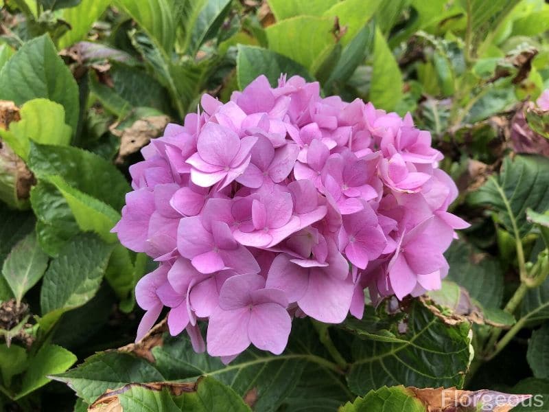 Hortensie Bedeutung