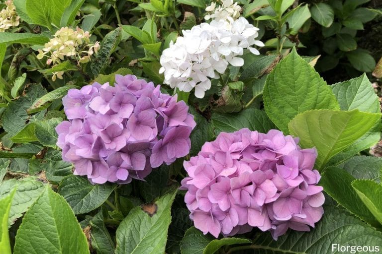 Hydrangea Flower Meaning and Symbolism