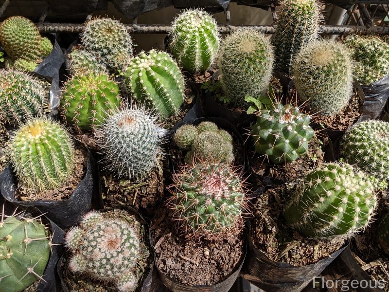 Astrophytum asterias cactus Cactaceae Succulent plants potted Plants 2-3cm 