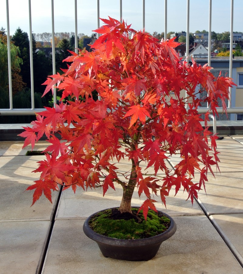 bonsai japanese maple