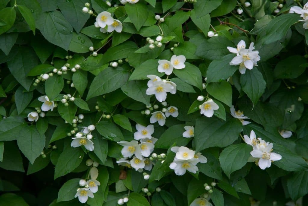 jasmine flower meaning