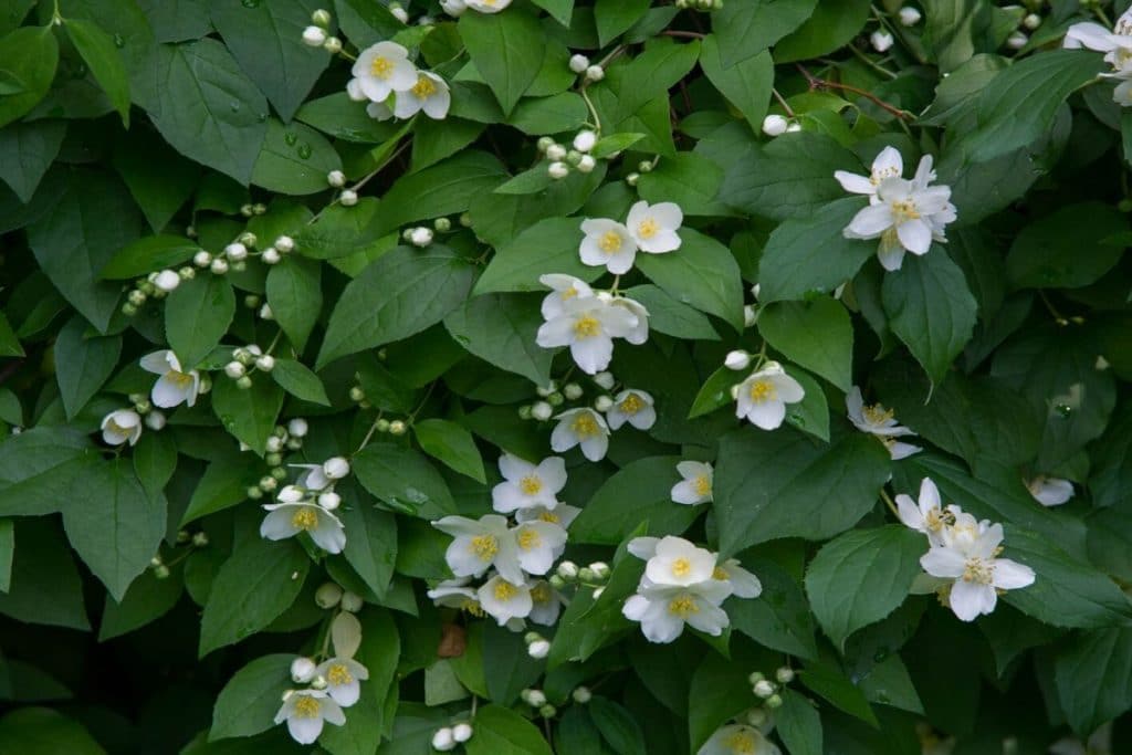 Jasmine Flower Meaning and Fascinating Symbolism