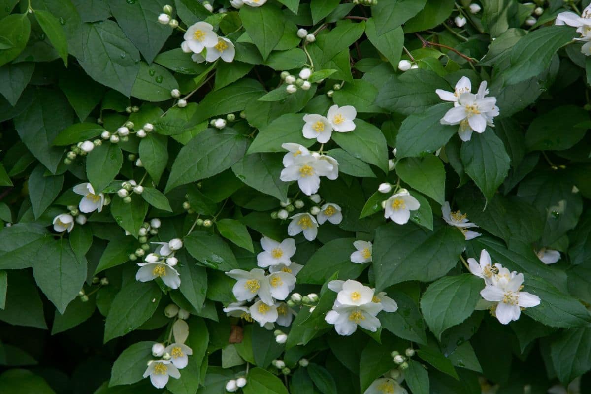 Fascinating Meaning And Symbolism Of Jasmine Flower Florgeous