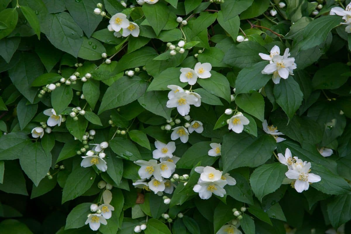 Symbolic And Spiritual Meaning Of Jasmine Flowers - Everything You