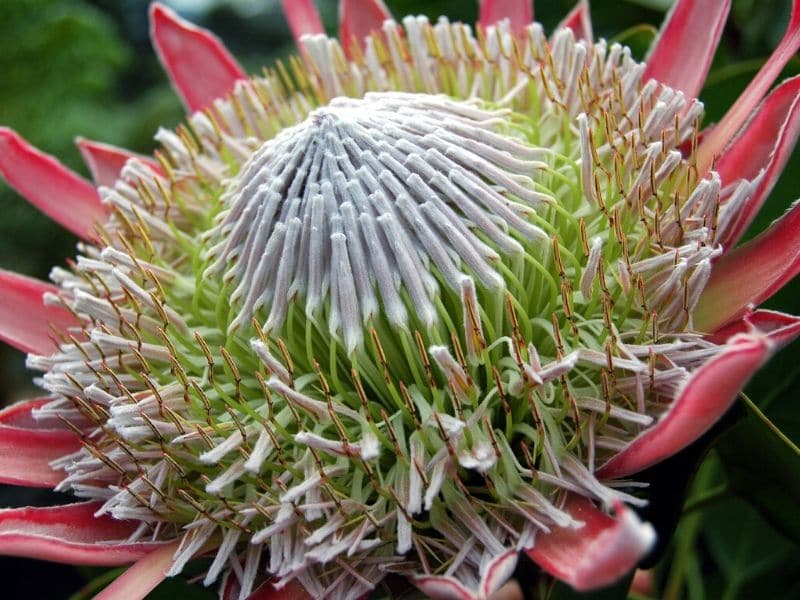 king protea close up