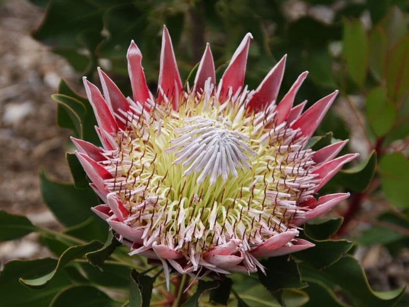 43 Types of Protea Flowers, Meaning and Pictures | Florgeous