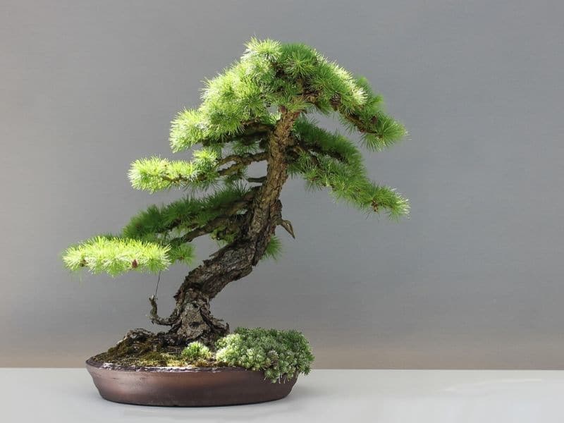 larch bonsai tree
