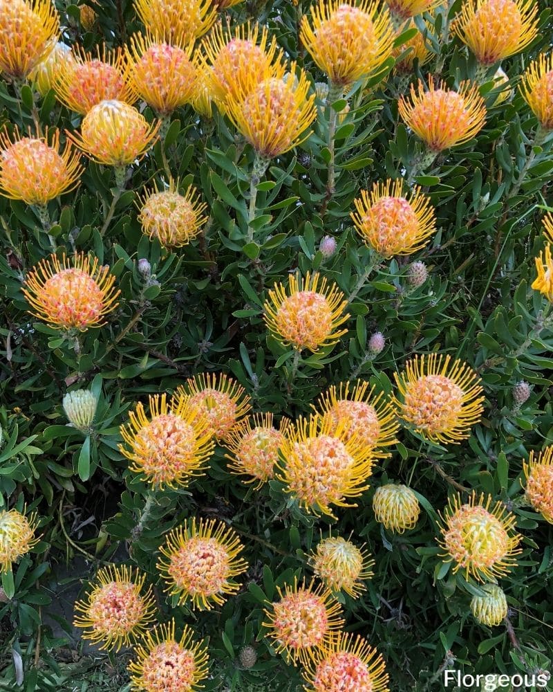 leucospermum flower