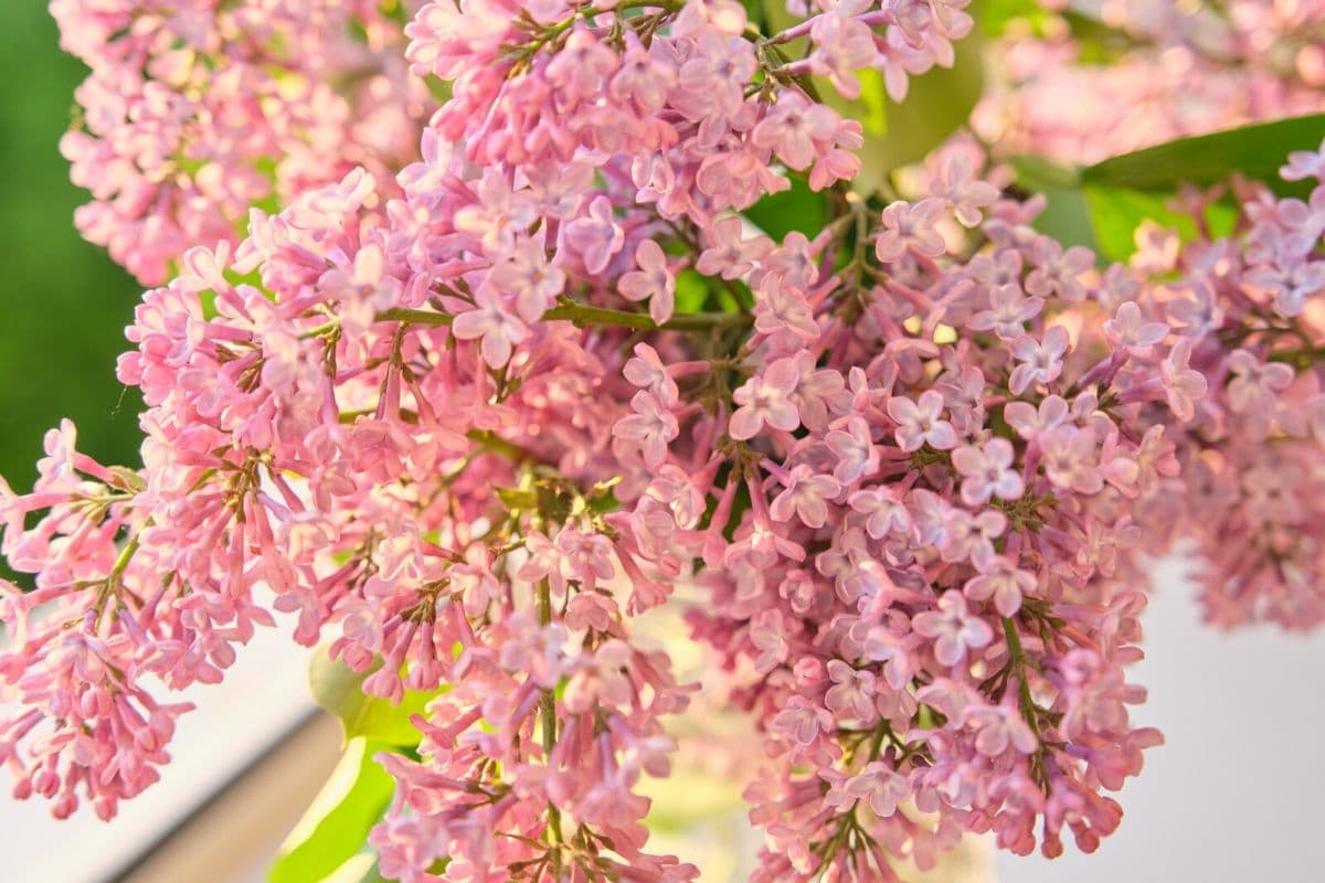 beautiful-meaning-and-symbolism-of-lilac-flower-color-florgeous