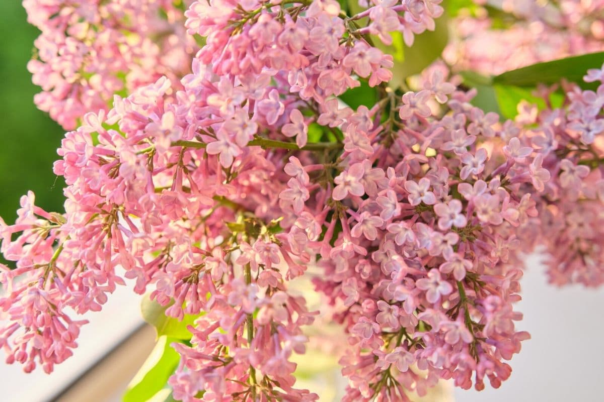 Beautiful Meaning And Symbolism Of Lilac Flower Color Florgeous