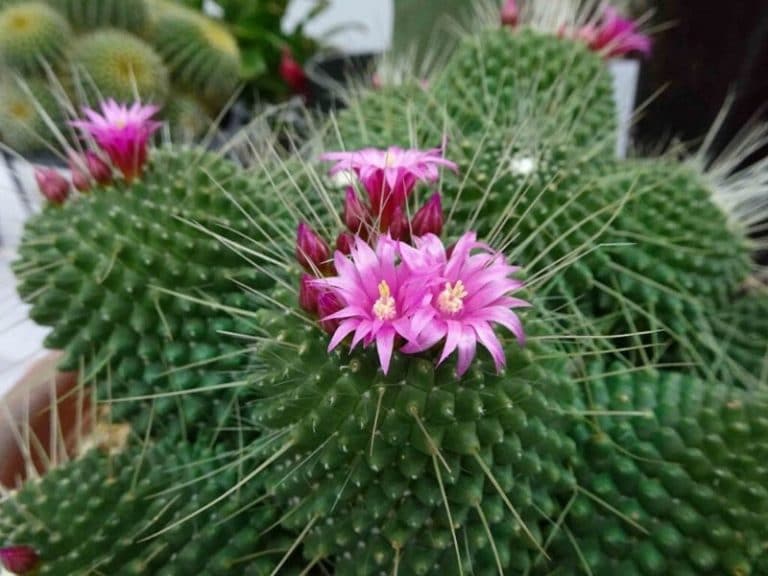 Top 10 Beautiful Types of Cacti with Names and Pictures ...