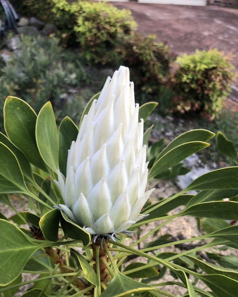 mint julep protea