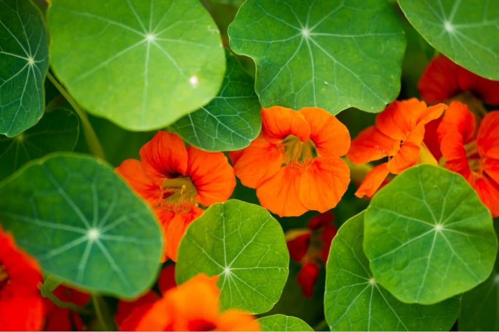 What Are The Meaning And Symbolism Of Nasturtium Flower Florgeous