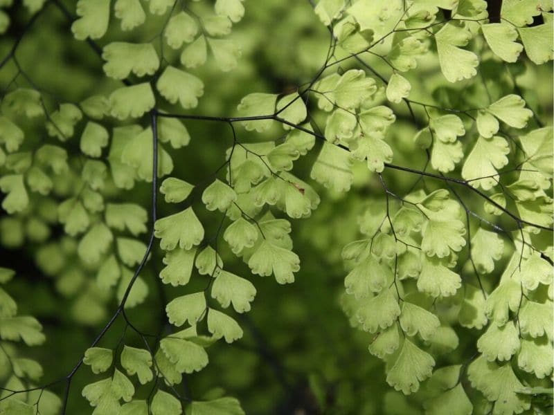 northern maidenhair fern