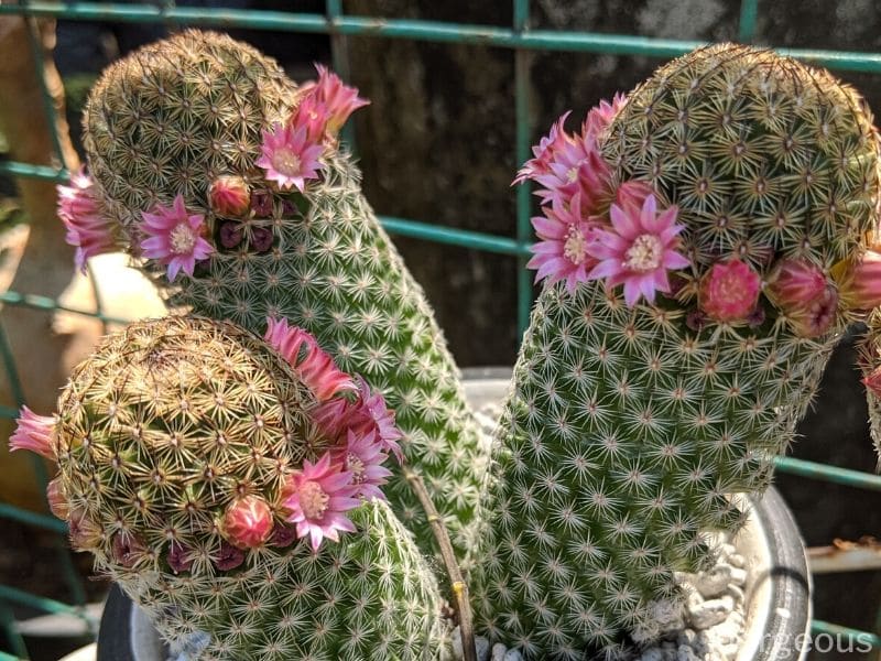 Gammel Lady Cactus