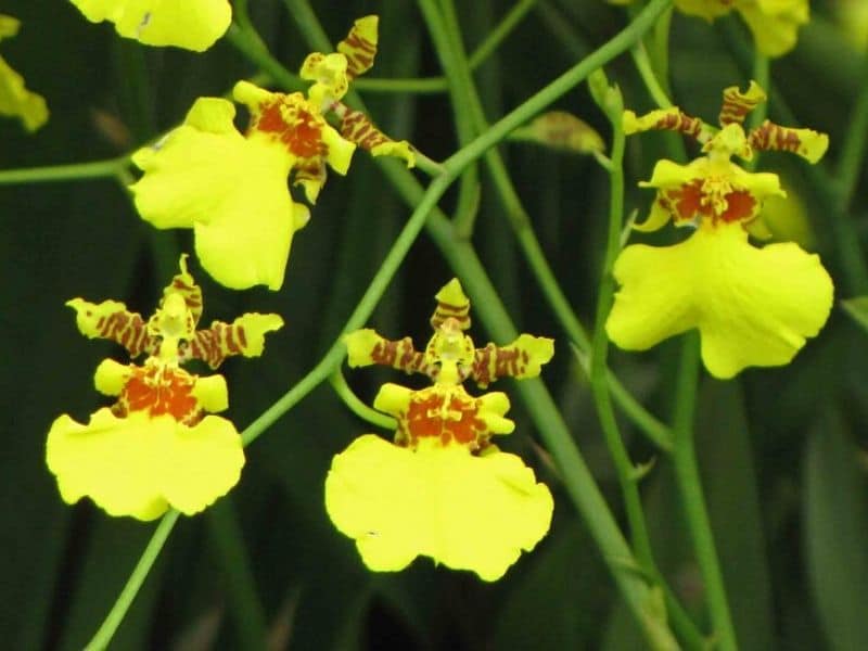 oncidium golden shower