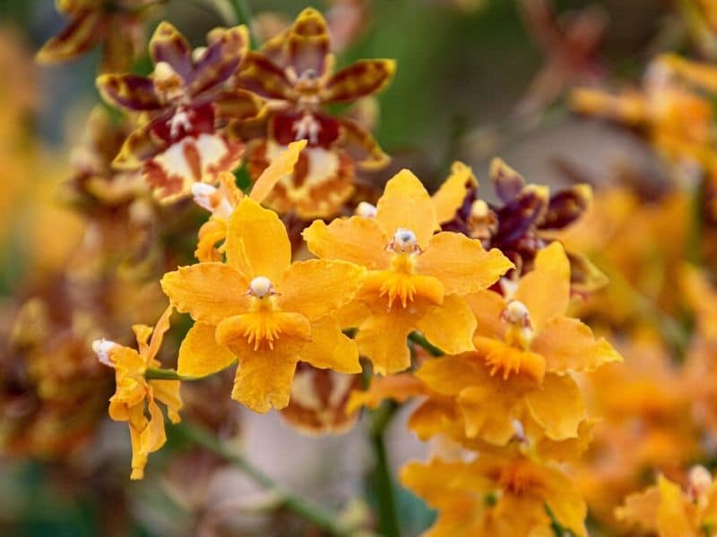 oncidium orchids