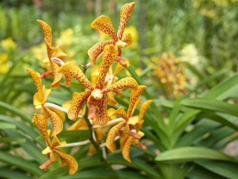 orange orchid