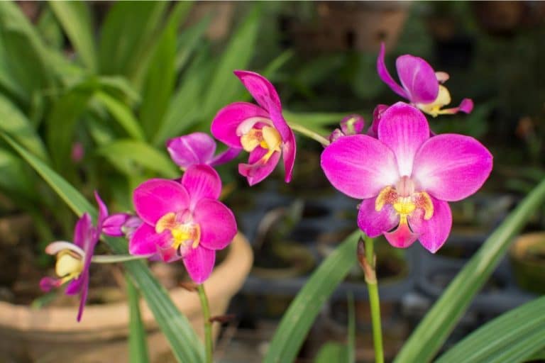 10 Common Types Of Orchids For Your Home And Garden Florgeous 