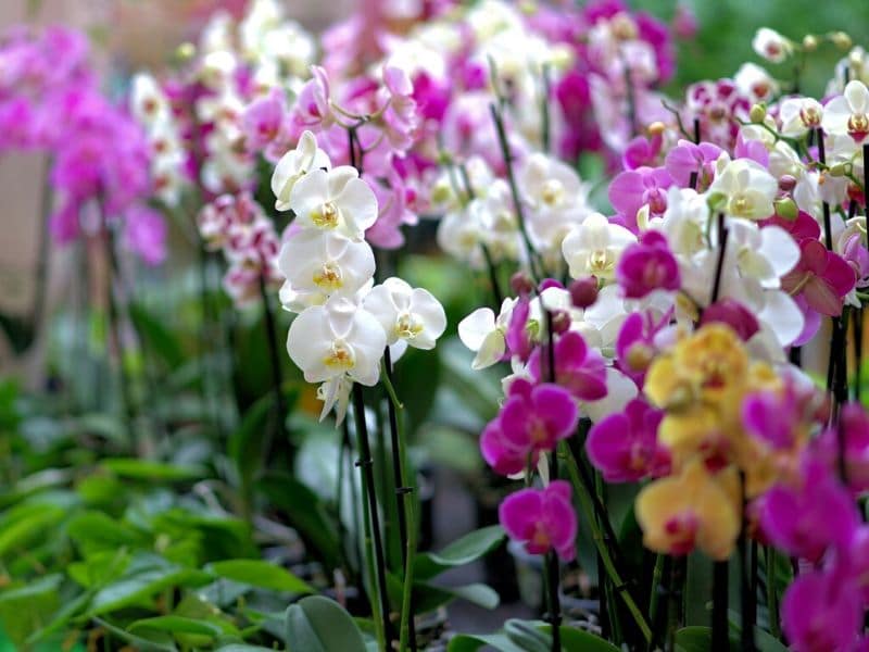 orchids in different colors