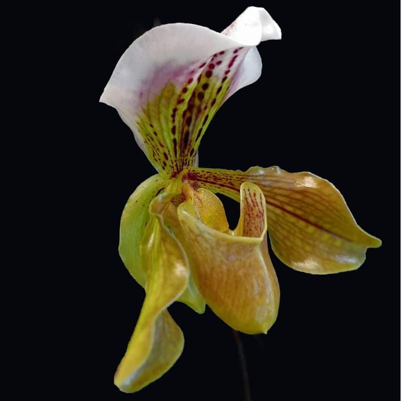 paphiopedilum orchids