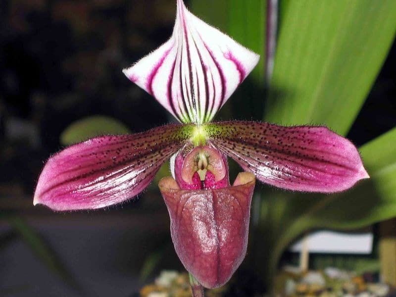 Paphiopedilum purpuratum