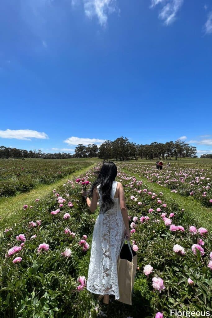 peony field