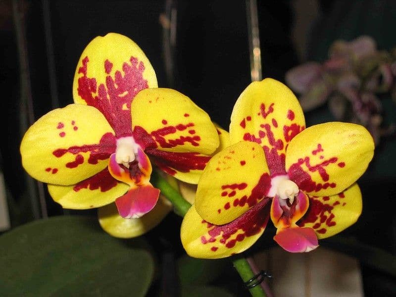 Phalaenopsis I-Hsin Bee