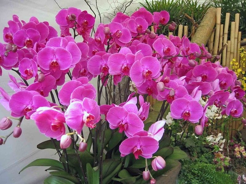 Cattleya, Oncidium, Vanda, Dendrobium,Phalaenop B11-4 Live Orchid choose 