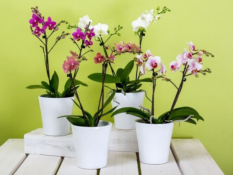 phalaenopsis orchids